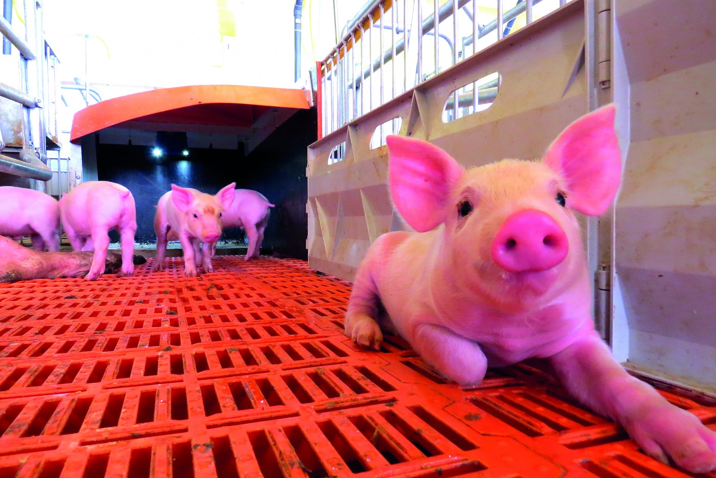 Exportações de carne suína mantém alta de 11,53% em 2021